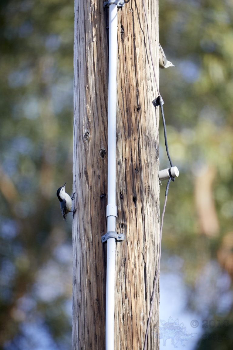 White Breasted Nuthatches