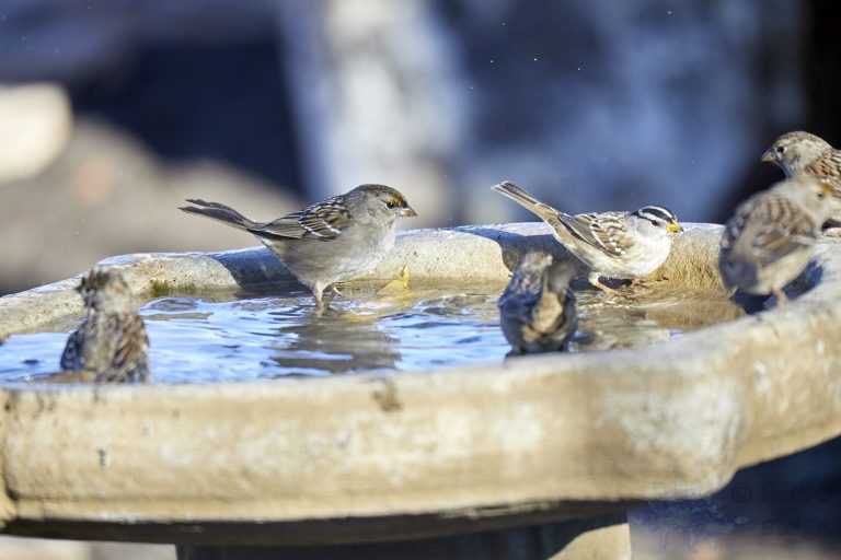 Sparrows