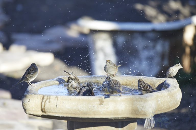 Bathing Sparrows with Finch interloper