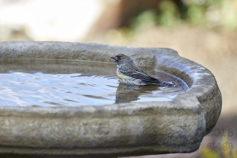 Yellow-rumped Warbler