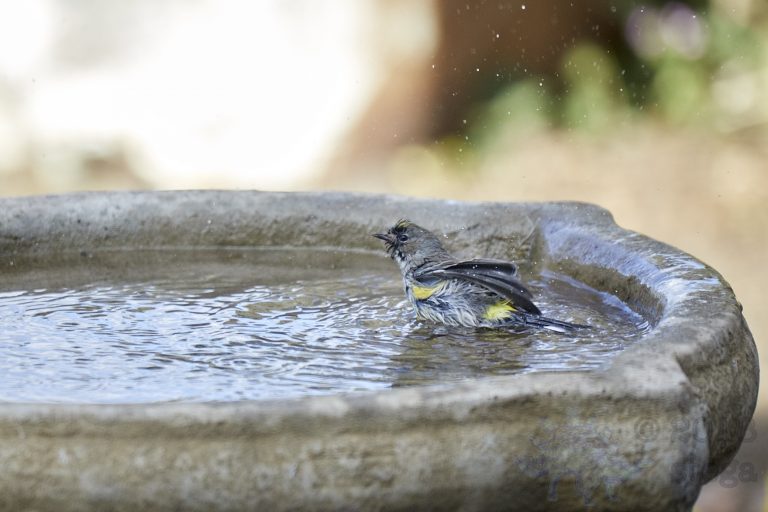 Bathing Yellow-rumped Warbler