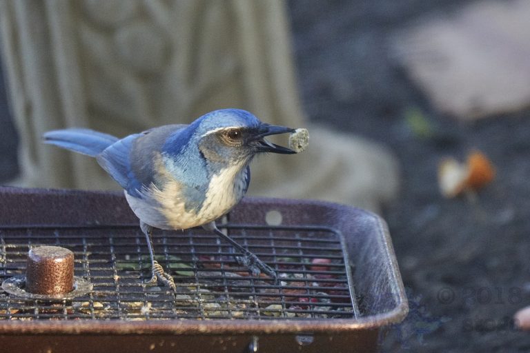 California Scrub Jay
