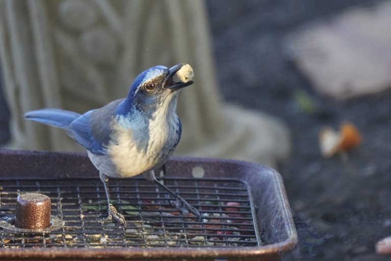 California Scrub Jay (with left over Harrison’s bird kibble)