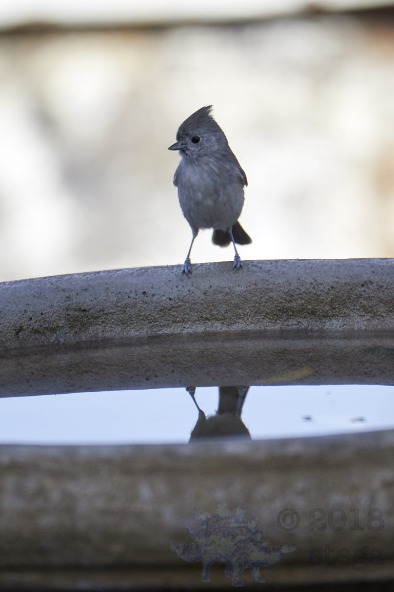 Oak Titmouse