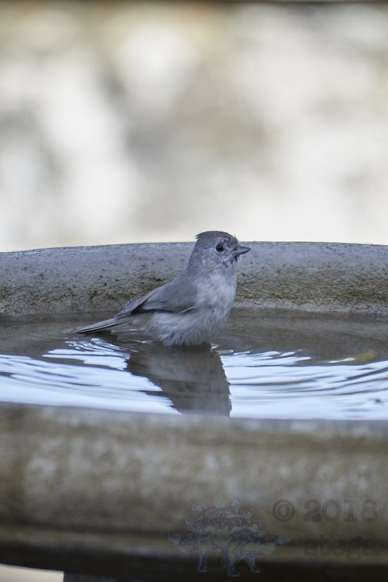 Oak Titmouse