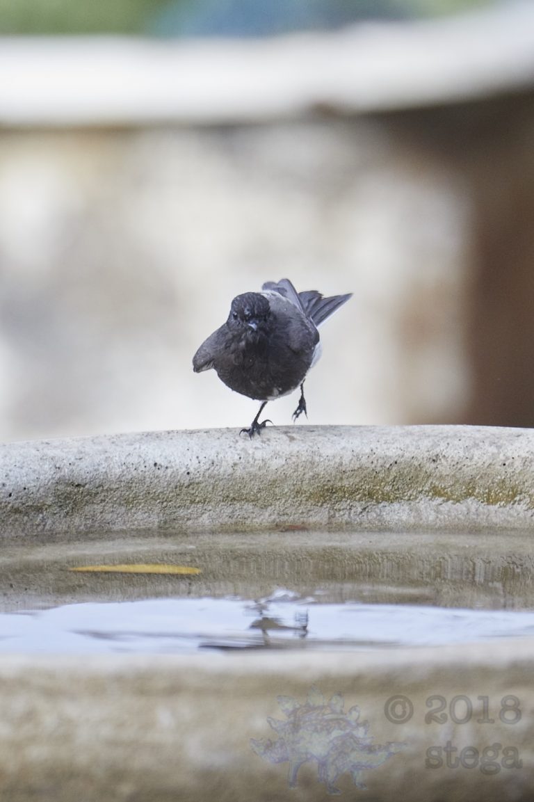 Black Phoebe