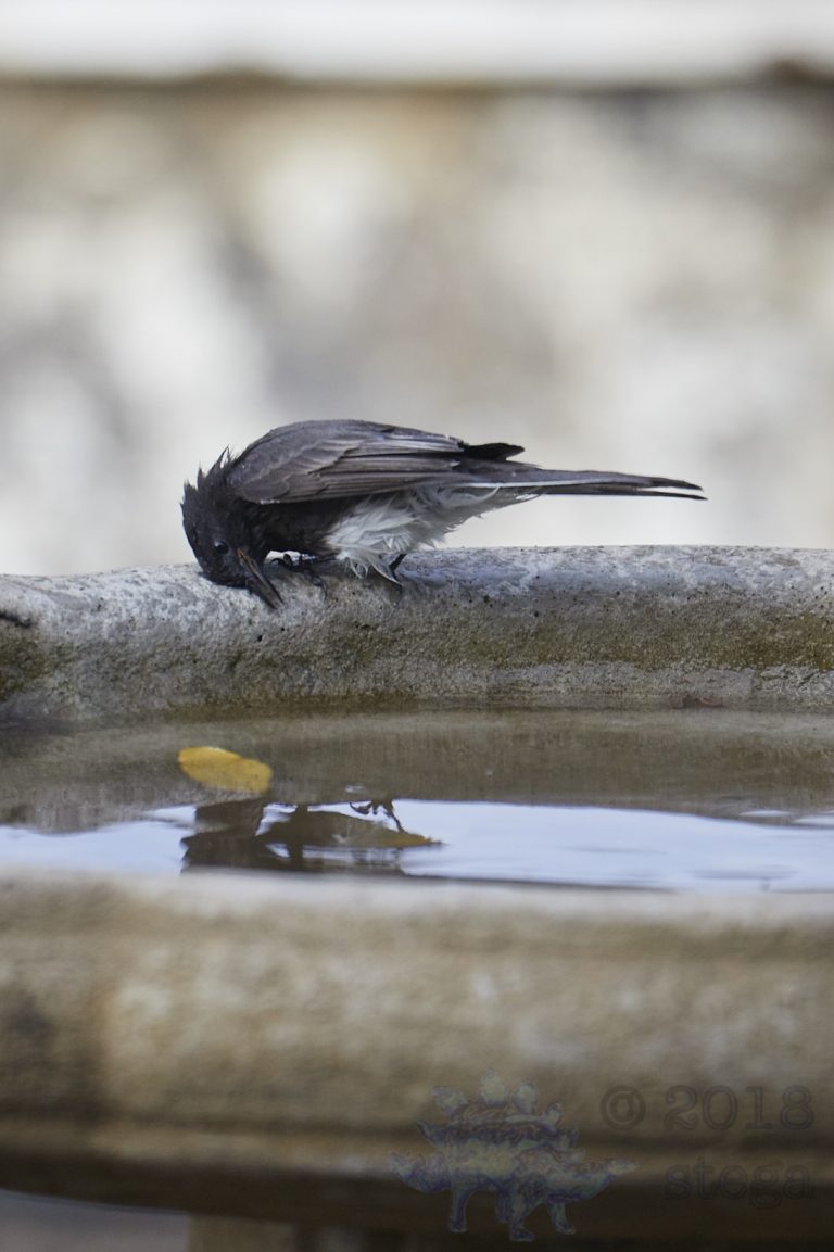 Black Phoebe After a Bath
