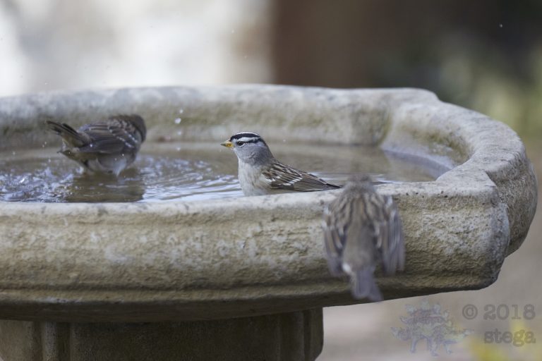 Bathing Sparrows