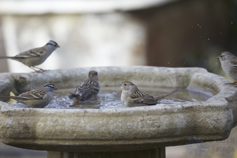 Bathing Sparrows.