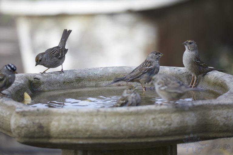 Old School Week: Sparrows