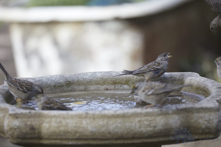 Old School Week: Sparrows