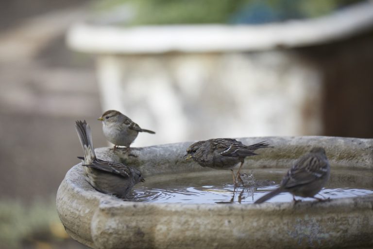 Bathing Sparrows or Fight Club