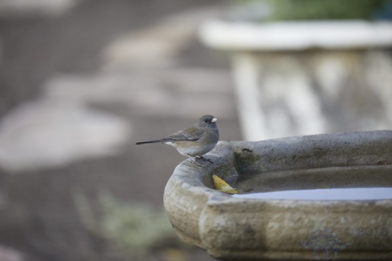 Dark-eyed Junco