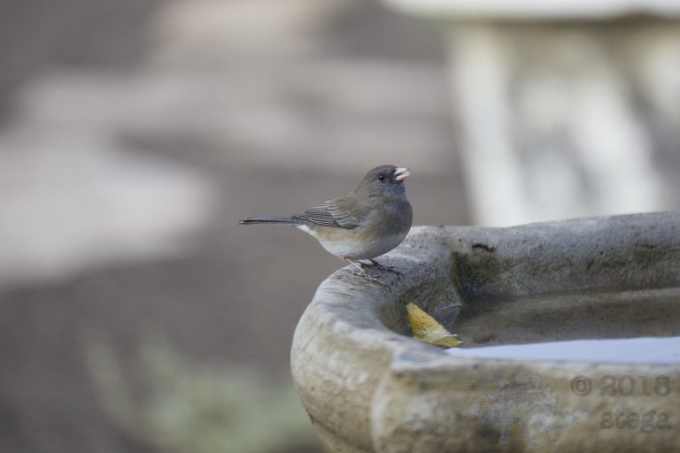 Dark-Eyed Junco