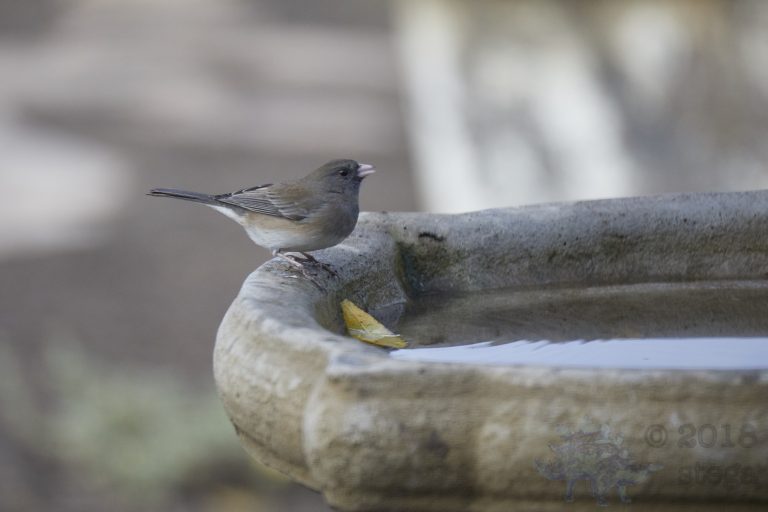 Dark-eyed Junco