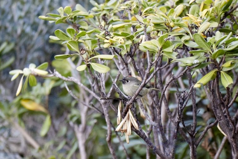 Ruby-crowned Kinglet