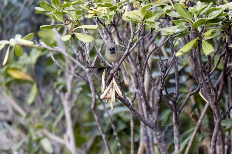 Ruby-crowned Kinglet