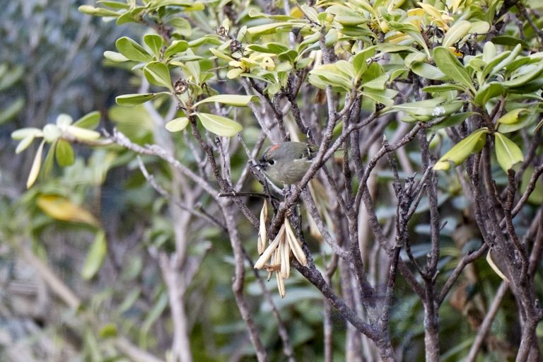Ruby-crowned Kinglet