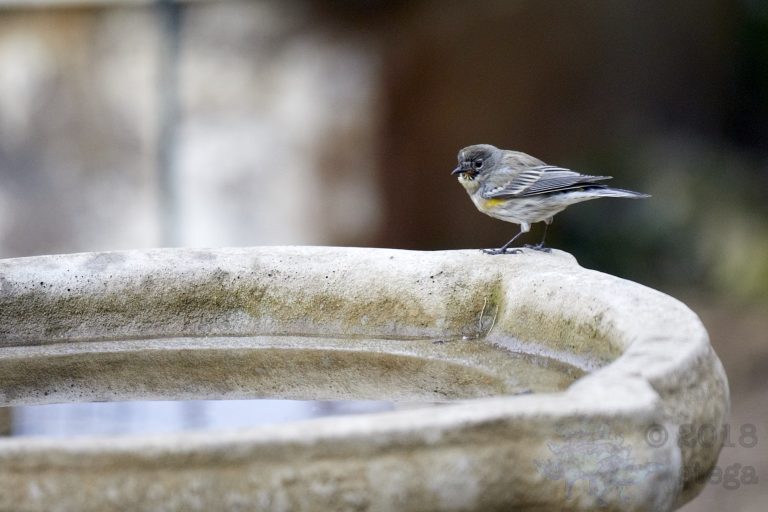 Yellow-rumped Warbler