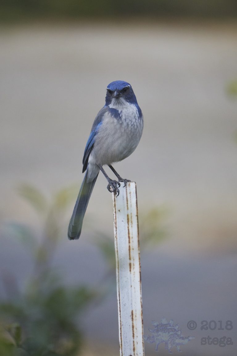 California Scrub Jay