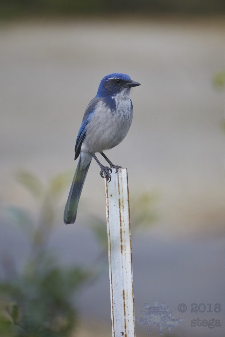 California Scrub Jay
