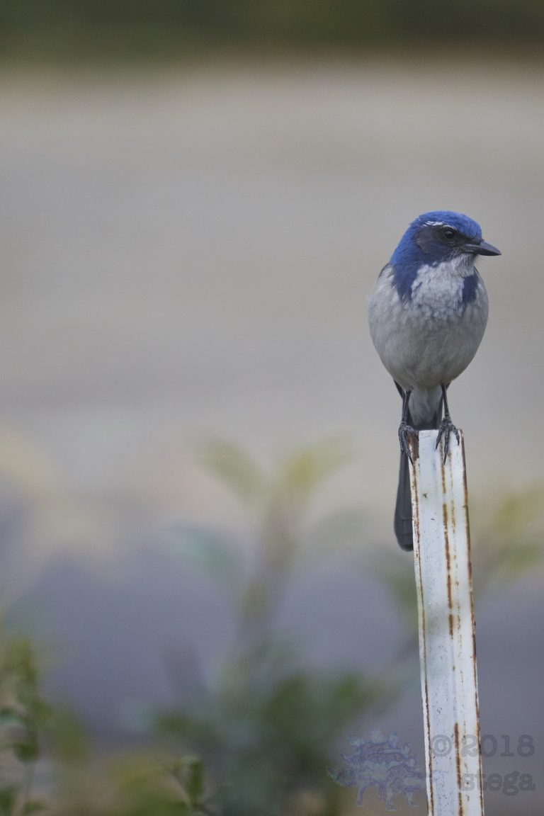 California Scrub Jay