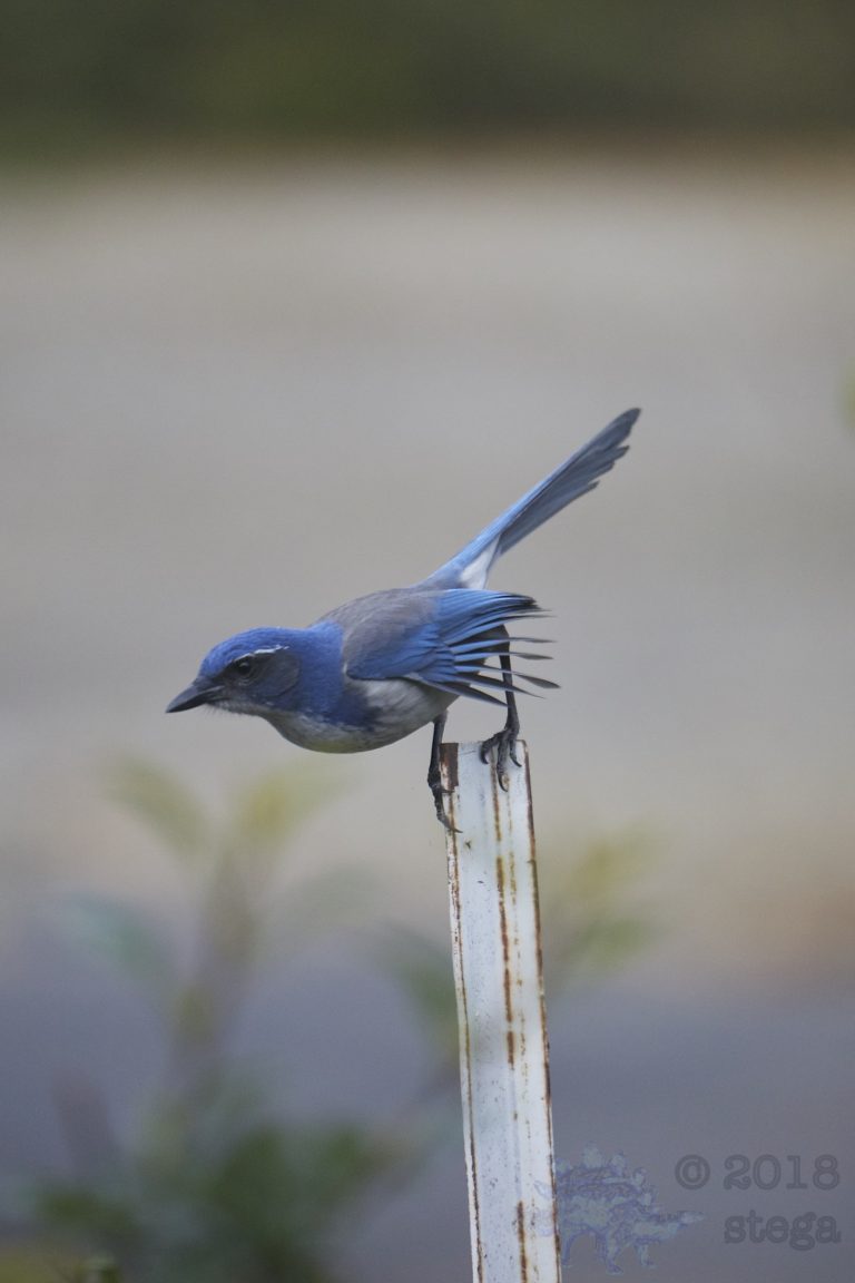 California Scrub Jay