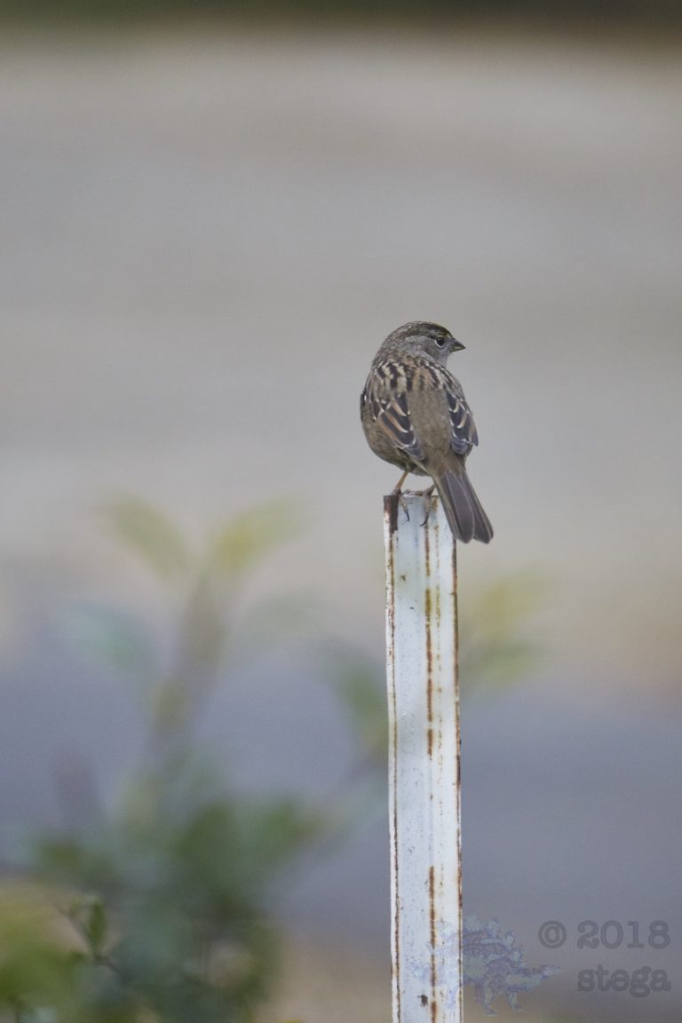 Gold-Crowned Sparrow