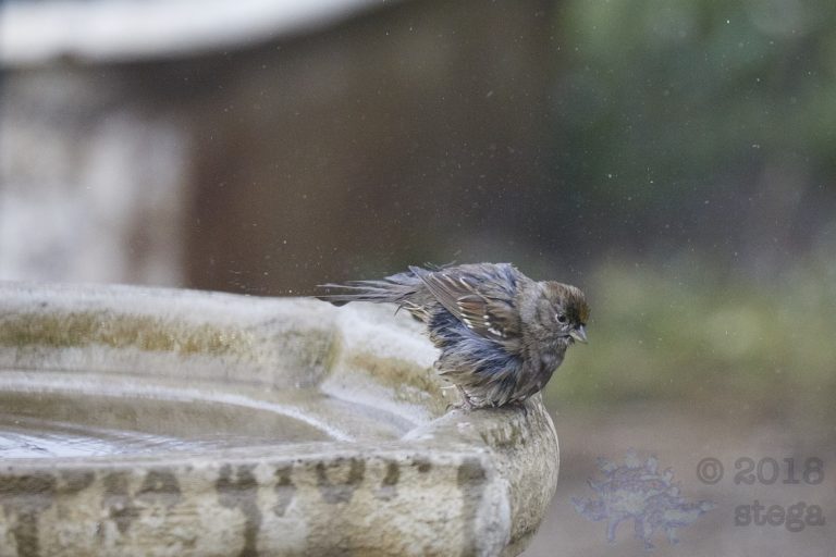 Wet Sparrow