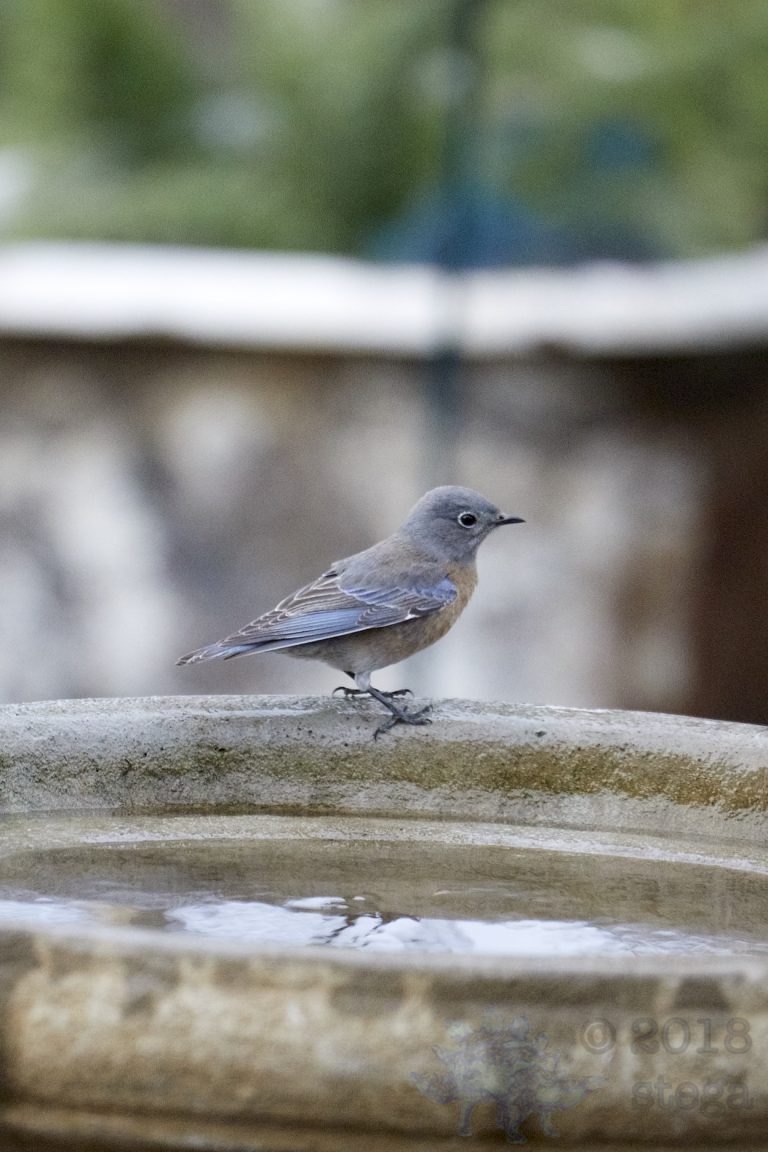 Western Bluebird