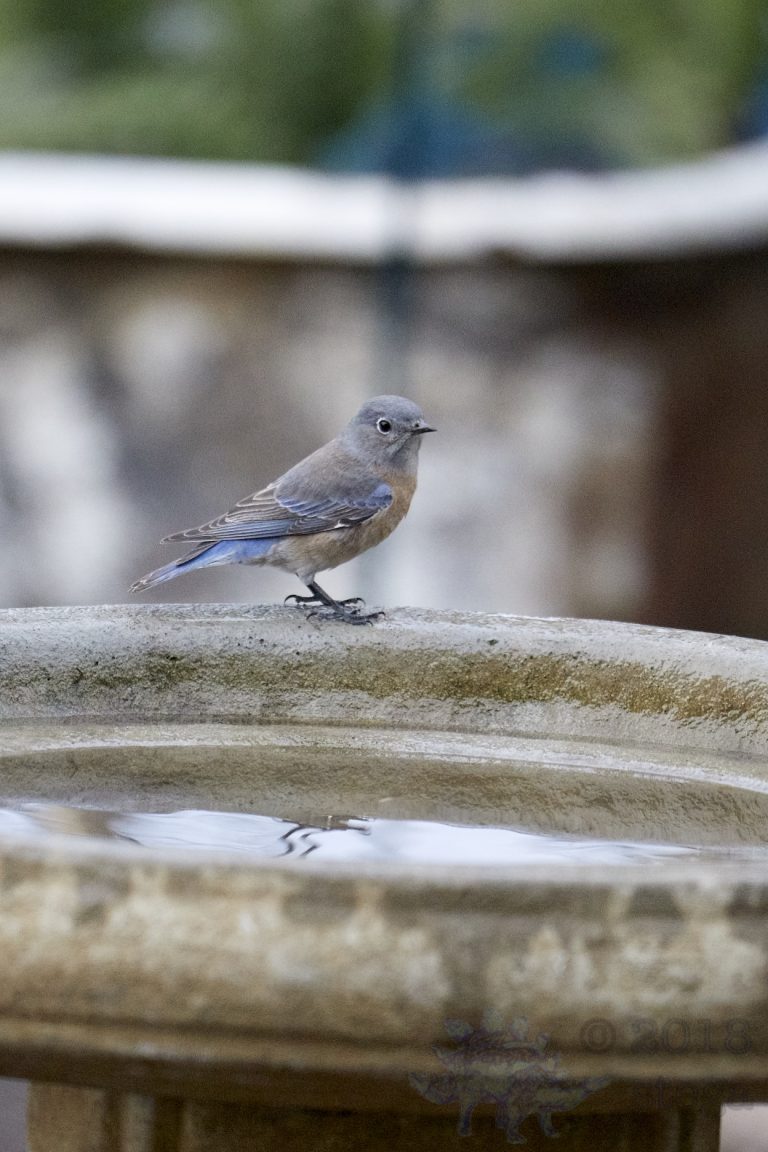 Western Bluebird