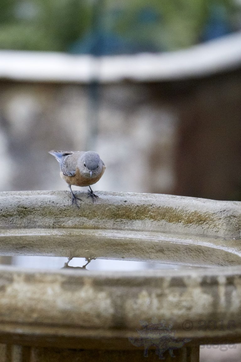 Western Bluebird