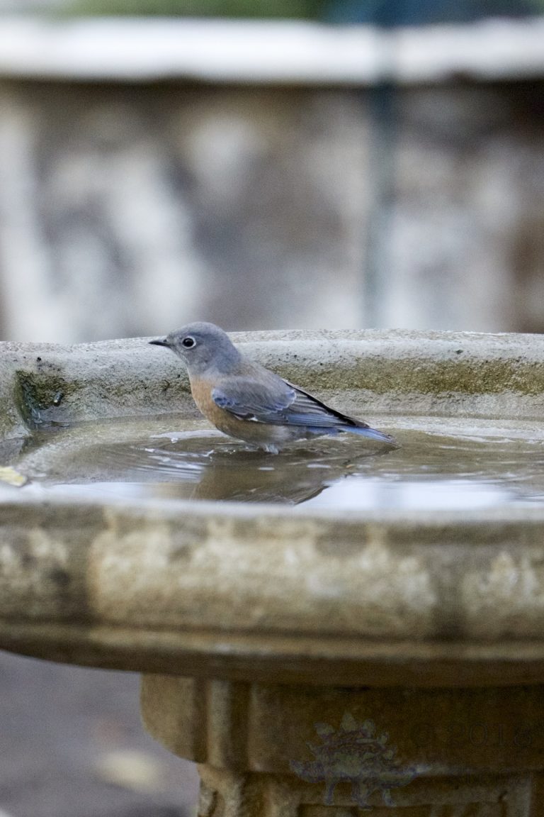 Western Bluebird