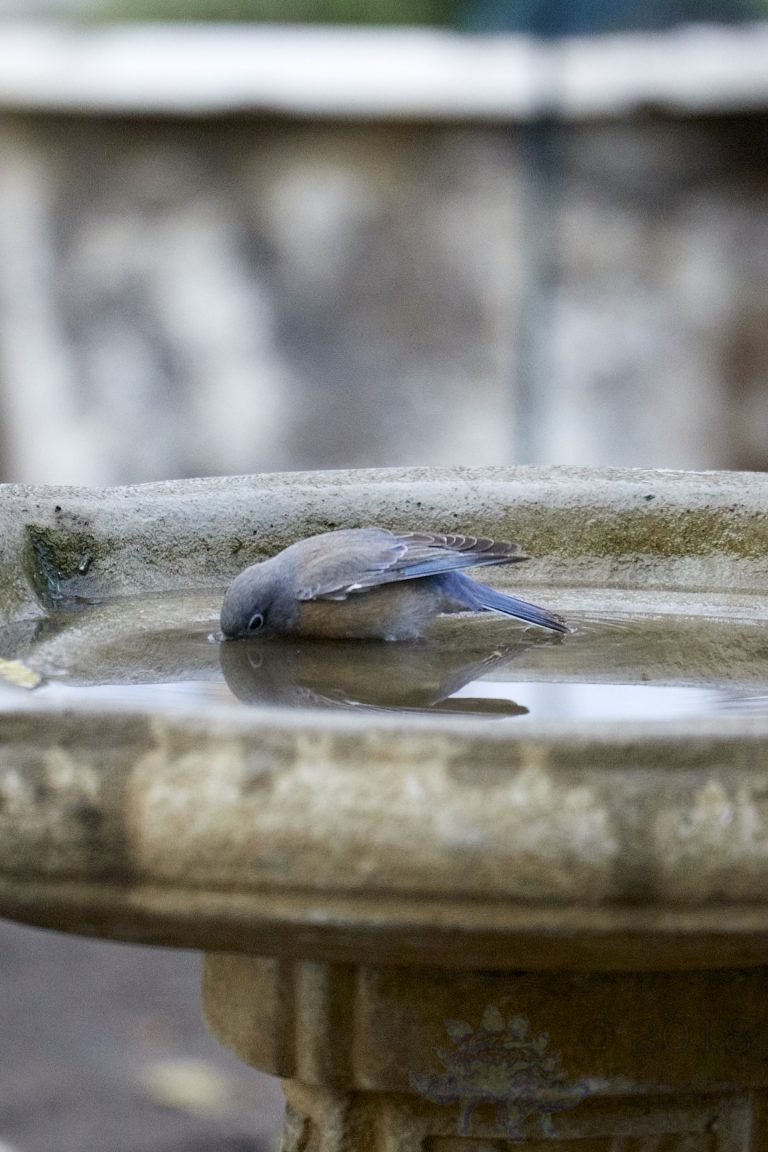 Western Bluebird face down in the birdbath