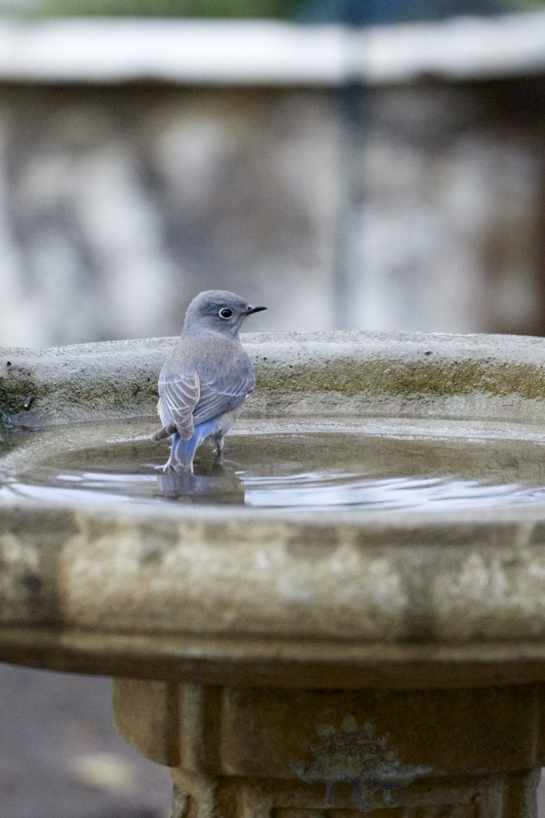 Western Bluebird
