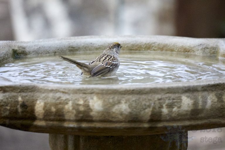 Gold-Crowned Sparrow