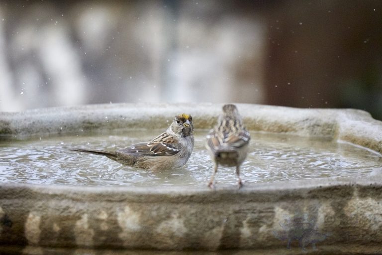 Gold-crowned Sparrows