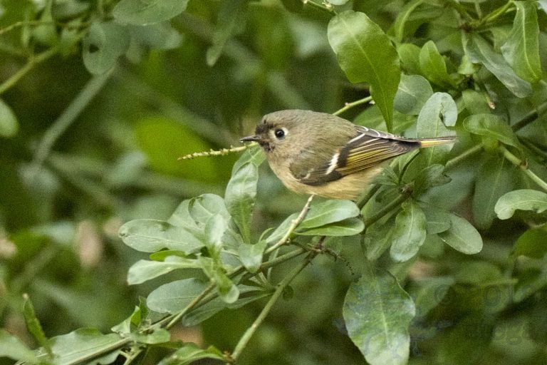 Ruby-crowned Kinglet