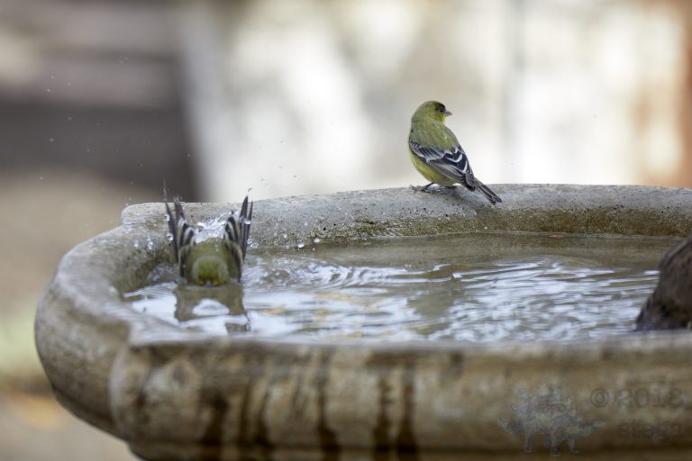 Lesser Goldfinches