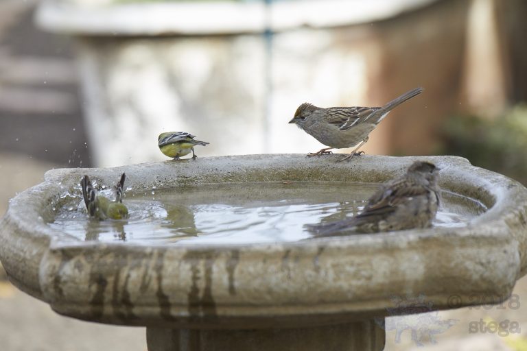 Sparrows and Finches