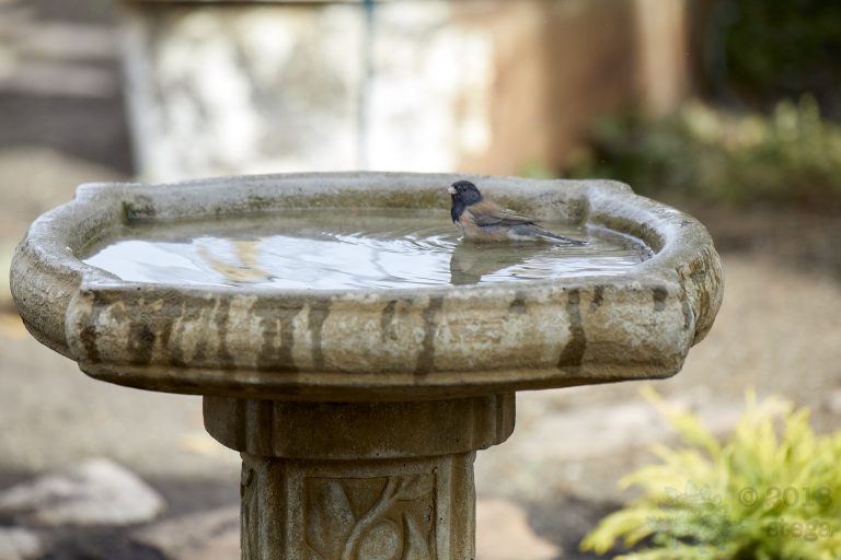 Dark-eyed Junco