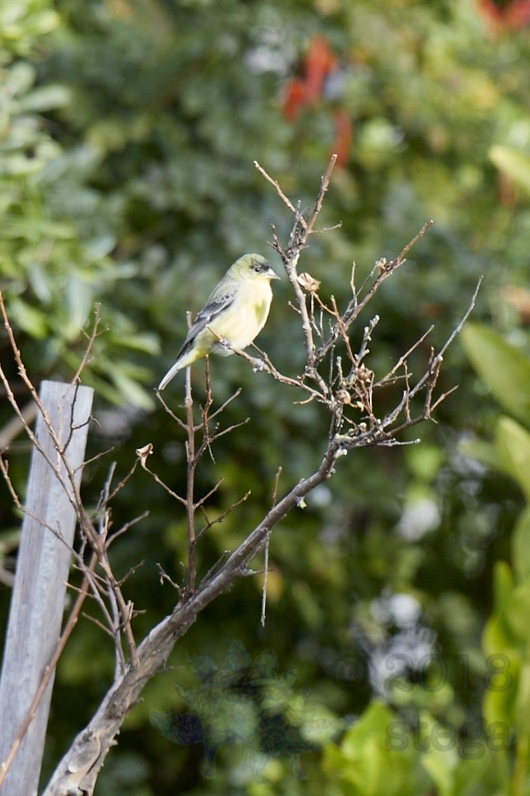 Lesser Goldfinch