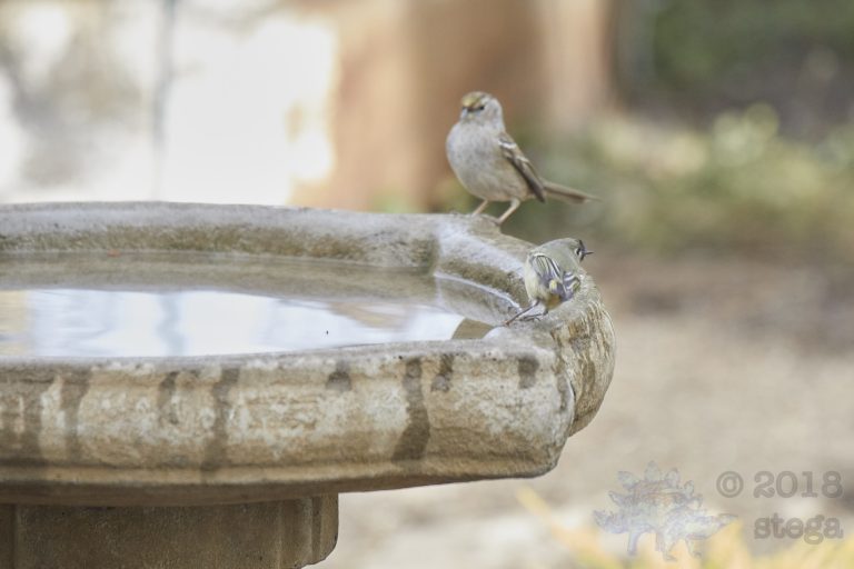Fearful Ruby-crowned Kinglet