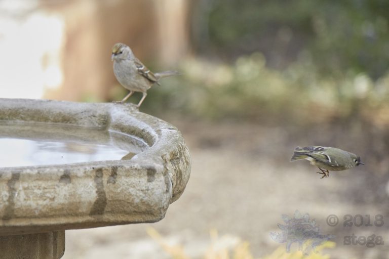 Gold-Crowned Sparrow and Fleeing Ruby-crowned Kinglet