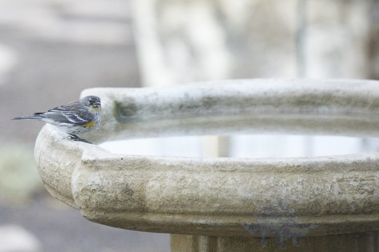 Yellow-rumped Warbler