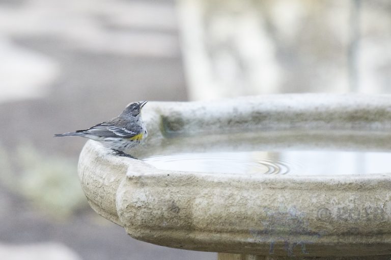 Yellow-rumped Warbler,