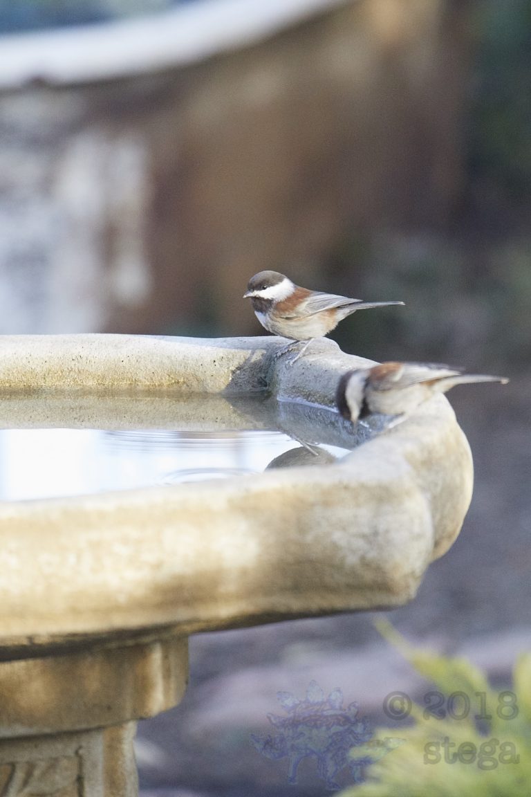 Chestnut-backed Chickadee,