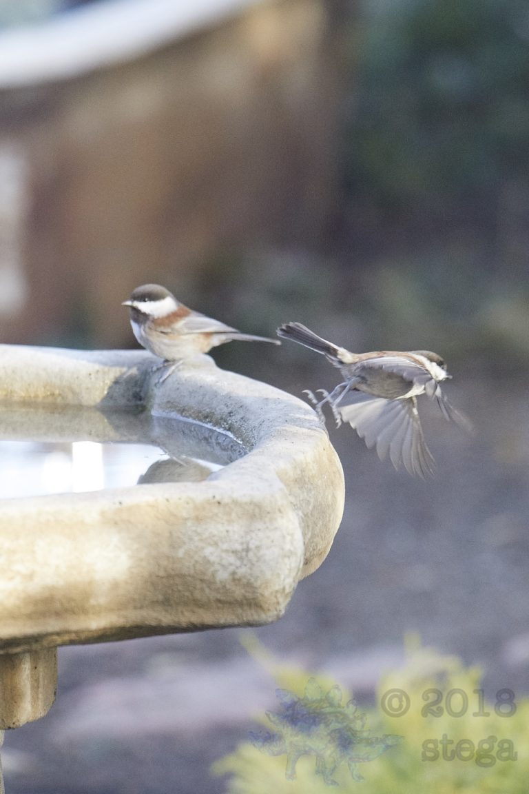 Chestnut-backed Chickadees