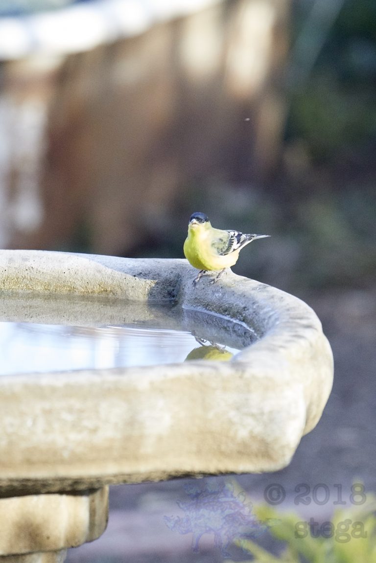 Lesser Goldfinch