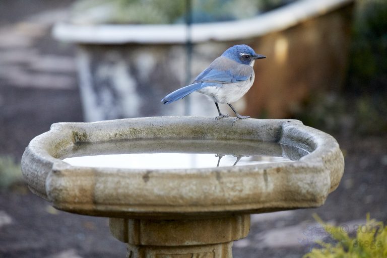 California Scrub Jay